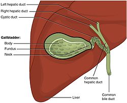 What Does The Gallbladder Do?