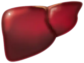 Fatty Liver Symptoms in Women