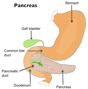 Gallbladder and Pancreas