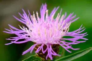 What is milk thistle?