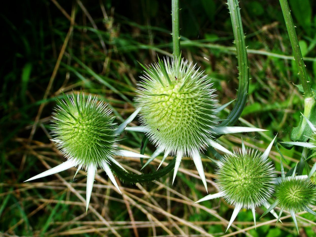 5-best-milk-thistle-for-liver-repair-gallstone-clinic